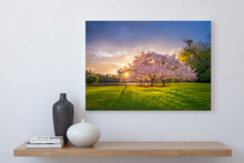 Load image into Gallery viewer, Cherry Blossom Tree Sunset