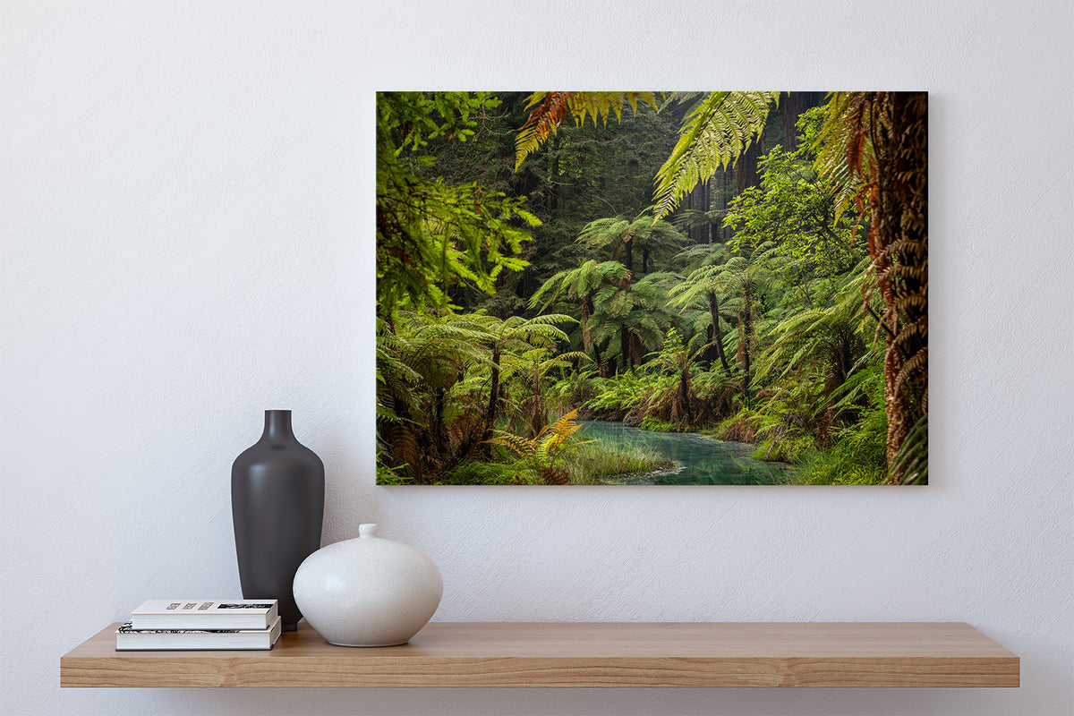 Fern Forest Fairyland Rotorua NZ Fine Art Prints Canvas Meghan Maloney Photography