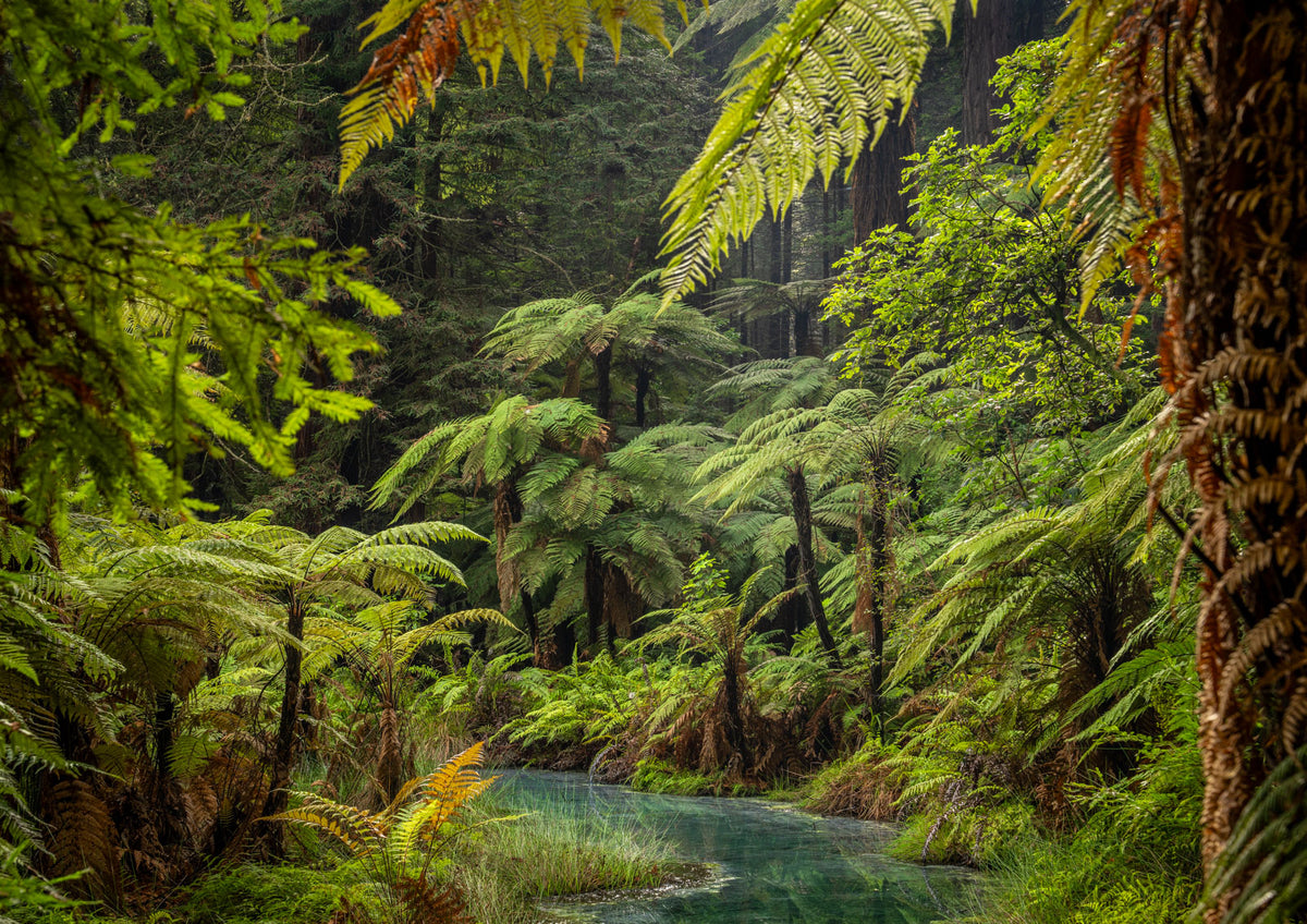 Fern Forest Fairyland Rotorua NZ Fine Art Prints Canvas Meghan Maloney Photography