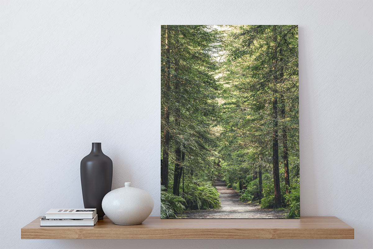 Redwood Forest Path Rotorua NZ Fine Art Prints Canvas Meghan Maloney Photography