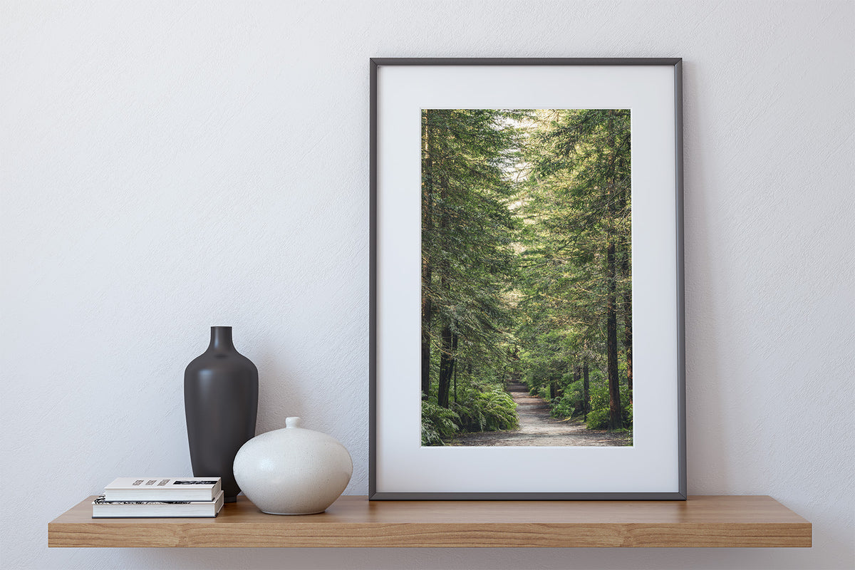redwood-forest-path-rotorua-nz-fine-art-prints-canvas-meghan