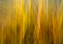 Load image into Gallery viewer, yellow orange grass abstract nz