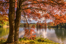 Load image into Gallery viewer, Autumn Tree McLaren Falls
