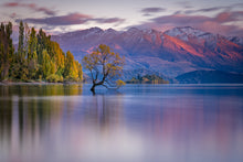 Load image into Gallery viewer, Wanaka Tree First Light