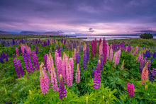 Load image into Gallery viewer, Lupins Moody Dawn Tekapo