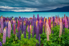 Load image into Gallery viewer, Lupins Moody Skies Pukaki