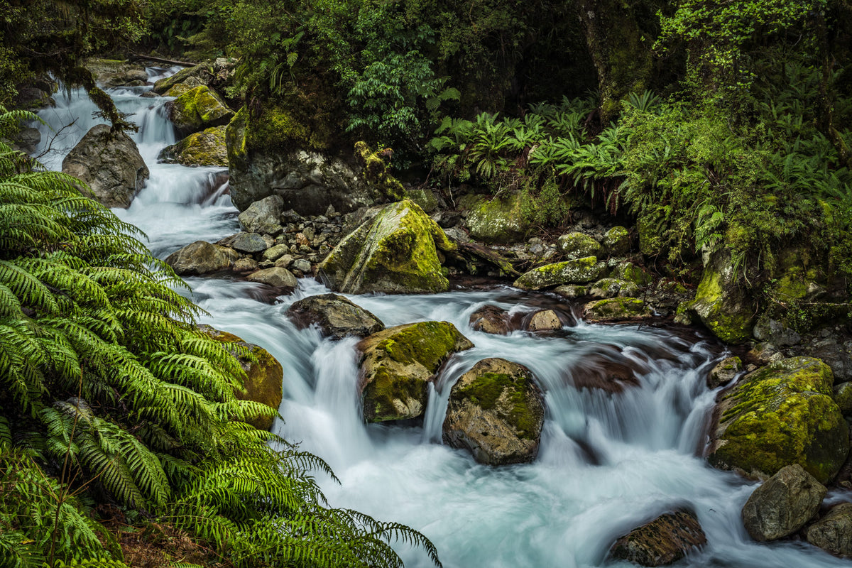 Marian River Forest Fiordland NZ Fine Art Prints Canvas Meghan marian-river-forest-fiordland-nz-fine-art-prints-canvas-meghan