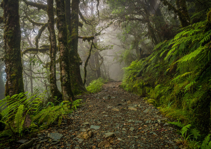 Routeburn Middle-earth Forest