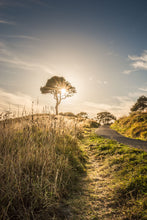 Load image into Gallery viewer, Coromandel Tree Golden Sunlight