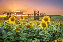 Load image into Gallery viewer, Sunflowers at Sunset