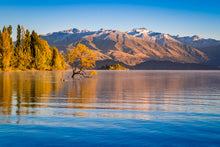 Load image into Gallery viewer, Autumn Colours Wanaka Tree