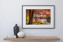 Load image into Gallery viewer, Autumn Tree McLaren Falls