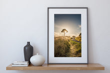 Load image into Gallery viewer, Coromandel Tree Golden Sunlight