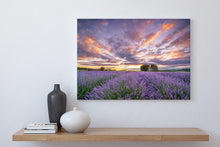 Load image into Gallery viewer, Lavender Field Purple Dawn