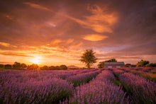 Load image into Gallery viewer, Lavender Field Sunset Glow