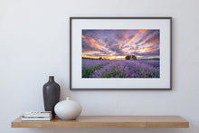 Load image into Gallery viewer, Lavender Field Purple Dawn