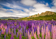 Load image into Gallery viewer, Lupin Fields Omarama Clay Cliffs