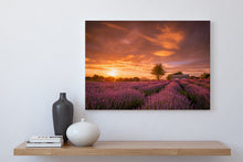 Load image into Gallery viewer, Lavender Field Sunset Glow