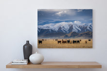 Load image into Gallery viewer, Mackenzie Country Cattle & Mountains