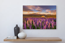 Load image into Gallery viewer, Lupins Golden Field Tekapo