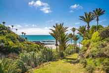 Load image into Gallery viewer, westhaven nikau palm beach nz