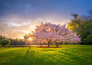 cherry blossom tree sunset