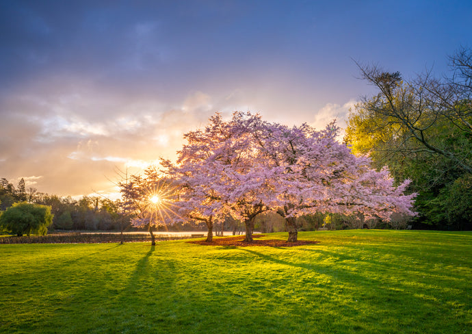 cherry blossom tree sunset