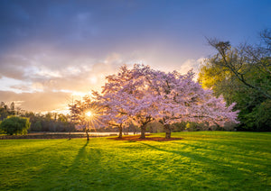 New Zealand 2025 Landscape Calendar