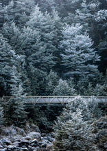 Load image into Gallery viewer, winter frost beech forest arthurs pass