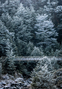 winter frost beech forest arthurs pass
