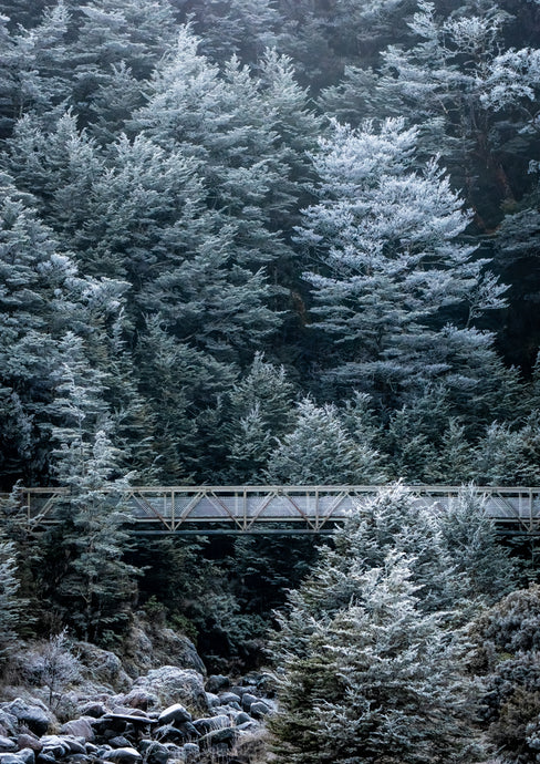 winter frost beech forest arthurs pass