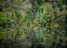 Load image into Gallery viewer, mirror tarn reflections oparara west coast