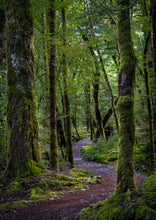 Load image into Gallery viewer, routeburn track forest queenstown