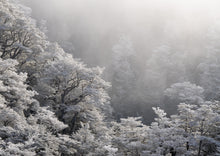 Load image into Gallery viewer, arthurs pass winter hoar frost