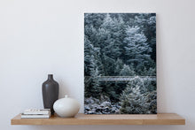 Load image into Gallery viewer, winter frost beech forest arthurs pass
