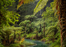 Load image into Gallery viewer, fern forest green redwoods rotorua