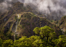 Load image into Gallery viewer, Fiordland Forest Mood