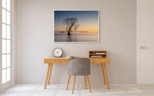 Golden Morning Taupo Tree