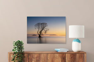 Golden Morning Taupo Tree