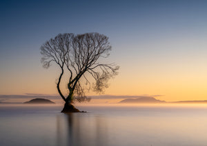 single tree lake taupo sunrise