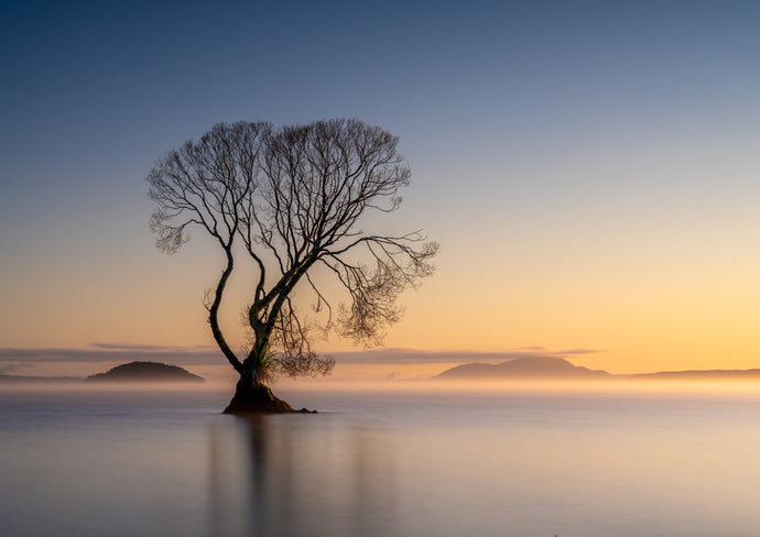 single tree lake taupo sunrise