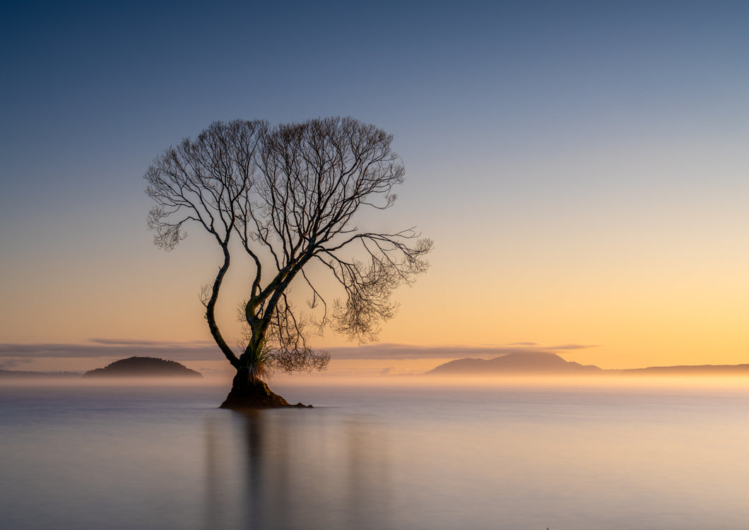 single tree lake taupo sunrise