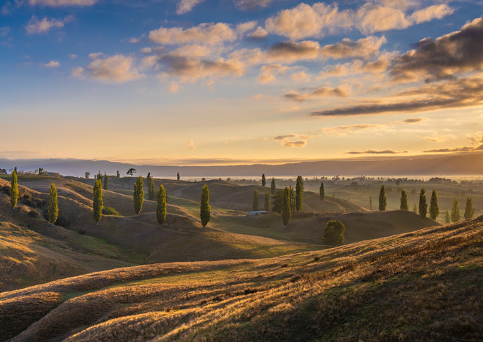 golden tuscan tree sunrise waikato