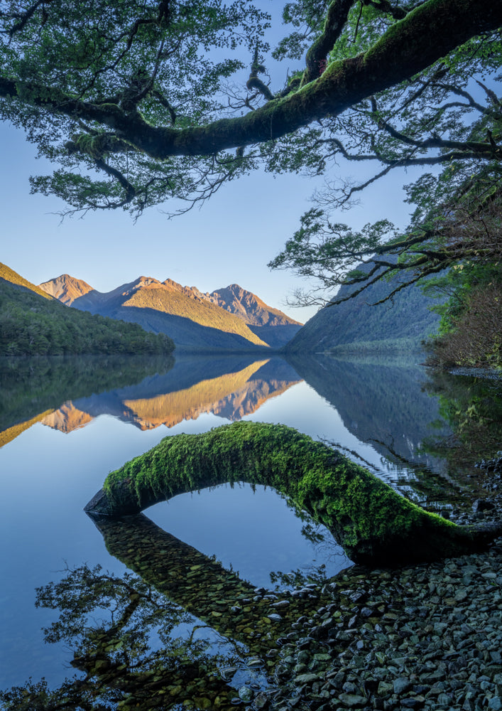 lake gunn forest reflections fiordland