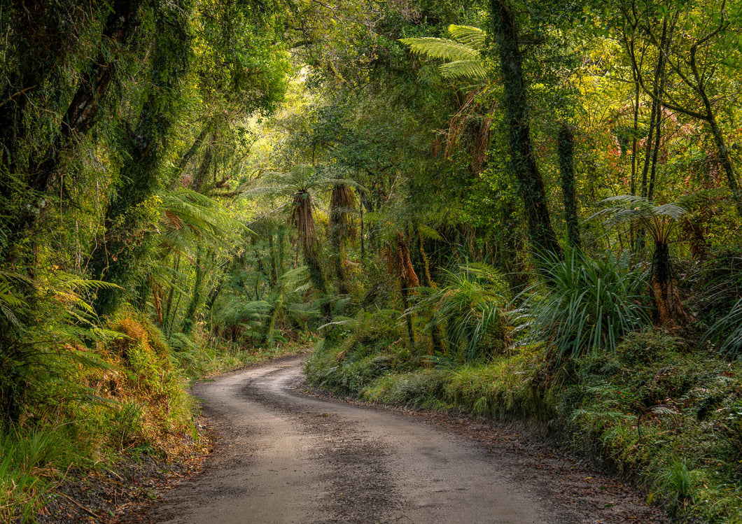 lush west coast forest road