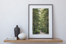 Load image into Gallery viewer, Redwood Forest Path Rotorua