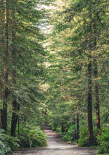 Load image into Gallery viewer, redwood forest path rotorua