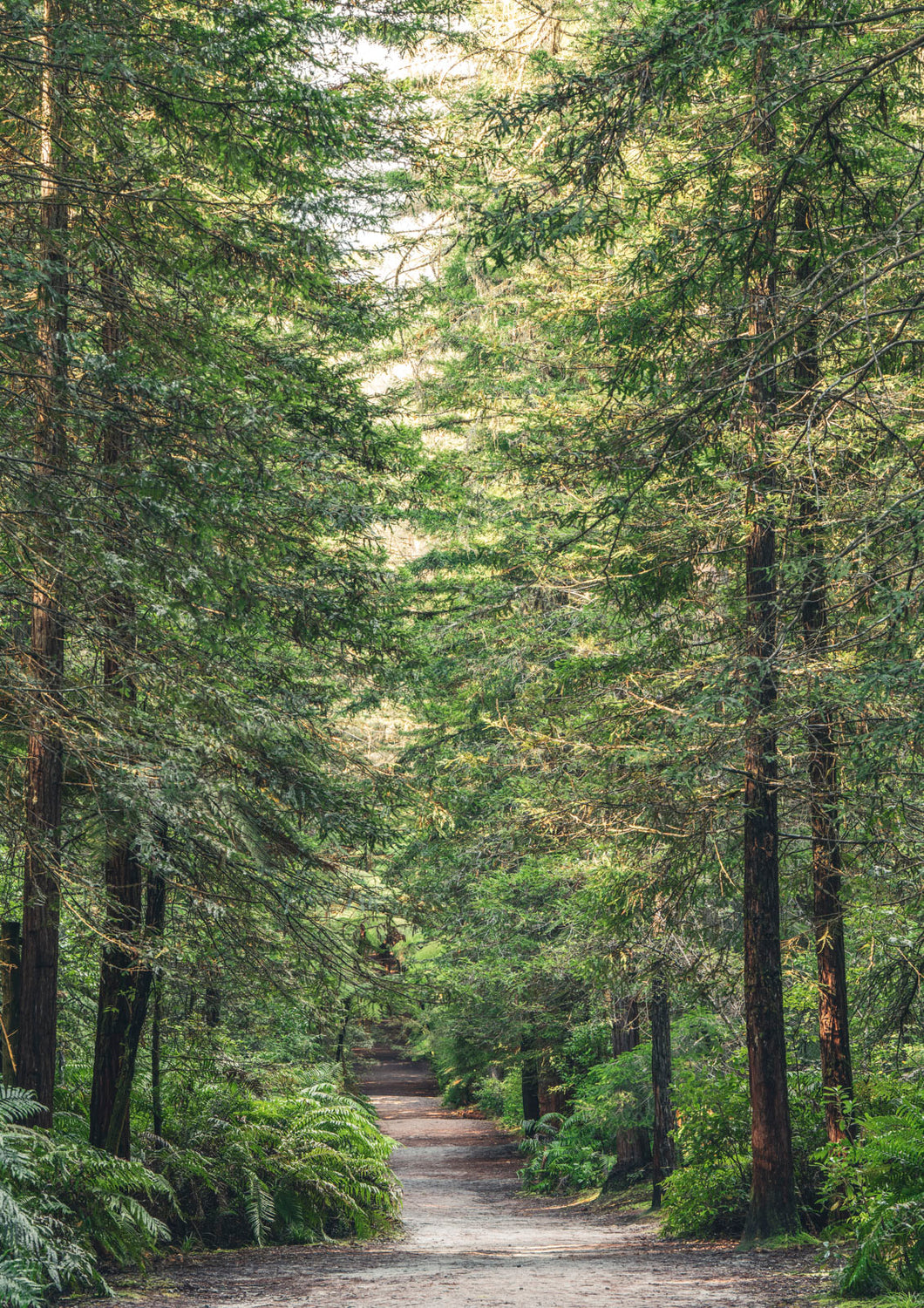 redwood forest path rotorua
