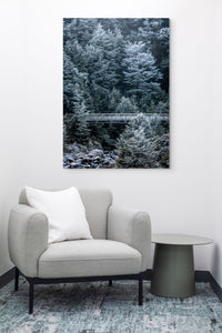 Beech Forest Winter Hoar Frost
