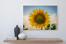 Load image into Gallery viewer, Sunflower Golden Hour